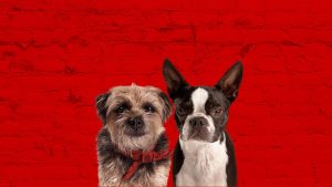 Strays [Ruim Pra Cachorro]